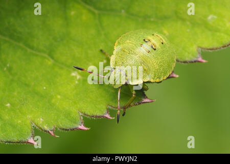 Green Shieldbug Nymphe (Palomena prasina) Crawling entlang dem Rand des Blattes. Tipperary, Irland Stockfoto