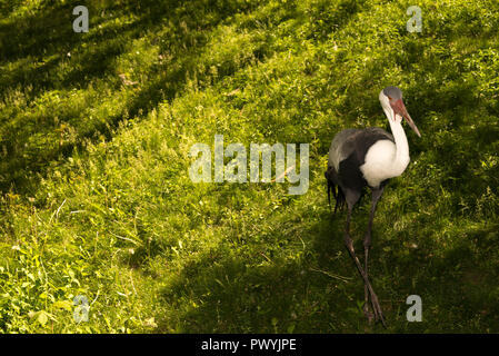 Klunkerkranich (Grus carunculata) Stockfoto