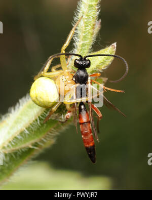 Parasitoiden Wasp durch Gurken grüne Spinne gefangen. Tipperary, Irland Stockfoto