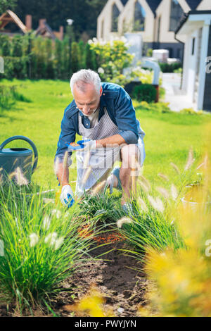 Reifer Mann tragen gestreifte Schürze in seinem Garten Bett arbeiten Bärtigen Stockfoto