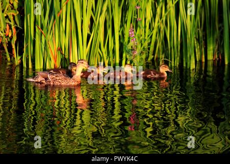 Enten und Schilf Stockfoto