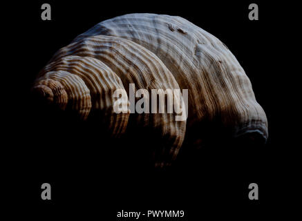 Hoher Kontrast Bild einer Shell mit Schwarz als negativer Platz Stockfoto
