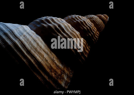 Hoher Kontrast Bild einer Shell mit schwarzem Hintergrund Stockfoto