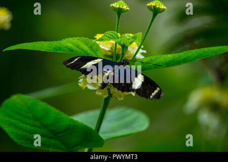 Ruht auf einer Blume Schmetterling Stockfoto