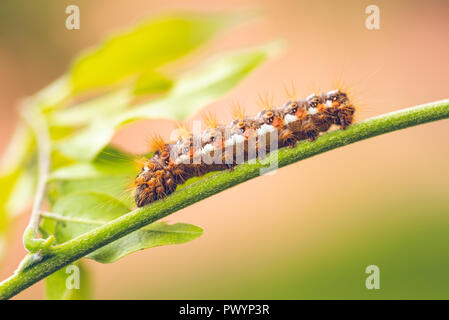 Horizontale Foto mit bunten Caterpillar. Fehler ist, thront auf grünem Stiel und wenige Blätter sind auf Hintergrund sichtbar. Farbe von Insekt ist Weiß, Schwarz und Stockfoto