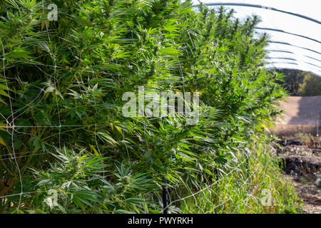 Eine lange Reihe von hohen cannabispflanzen Für den entspannenden Markt. Stockfoto