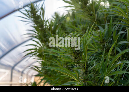 Cannabis Pflanzen an einer im Wachsen. Stockfoto