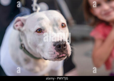 Weiß pitbull an Kamera suchen und nicht identifizierte verschwommen kleine Mädchen lächelnd im Hintergrund, Konzept der Freundschaft zwischen Mensch und Hund Stockfoto