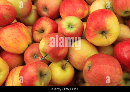 Apfel 'Elstar', Äpfel, Malus Domestica, Hofladen, Display, Sorte, Sorten, 'Elstar' Stockfoto