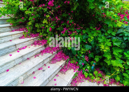 Die faszinierenden und fröhlichen Farben der Natur um uns herum, Athen, Griechenland Stockfoto