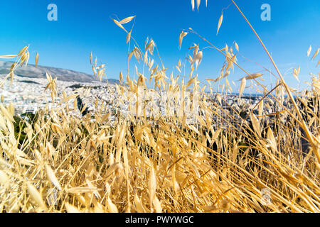 Die faszinierenden und fröhlichen Farben der Natur um uns herum, Athen, Griechenland Stockfoto