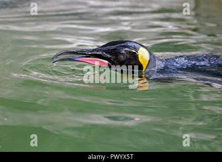 King Penguin (Aptenodytes Patagonicus) schwimmen Stockfoto