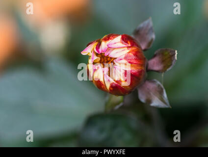 Eine Makroaufnahme einer dahlie Happy days Creme Blütenknospe. Stockfoto