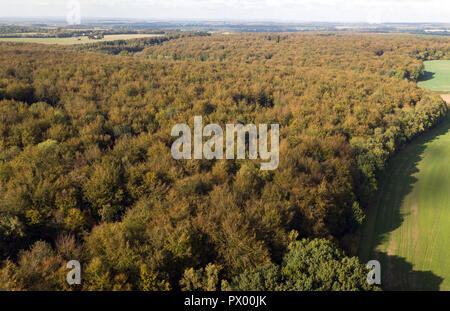 Herbstliche Farben auf Anzeige an Micheldever Holz in Hampshire. Stockfoto