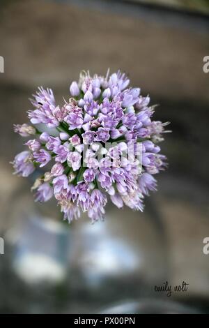 Millennium Allium, Lila Blume Stockfoto