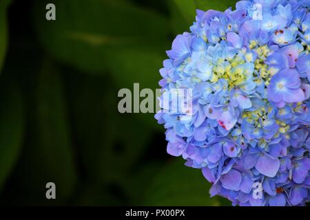 Blaue Hortensie Hydrangea macrophylla Stockfoto