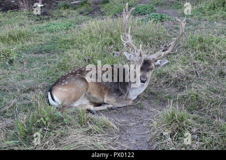 Jungen Hirsch liegend, trockenes Gras verstrickt in seinem Geweih, im Herbst Stockfoto