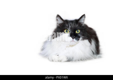 Weiße und Schwarze fuzzy Katze auf weißem Hintergrund, kopieren Raum Stockfoto