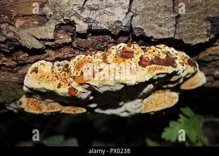 Erle Halterung - Inonotus radiatus junge Muster Stockfoto