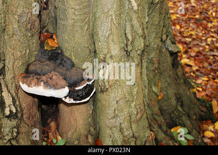 Südliche Halterung Ganoderma australe Stockfoto