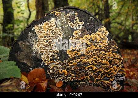 Behaarte Vorhang Kruste - Stereum hirsutum Stockfoto