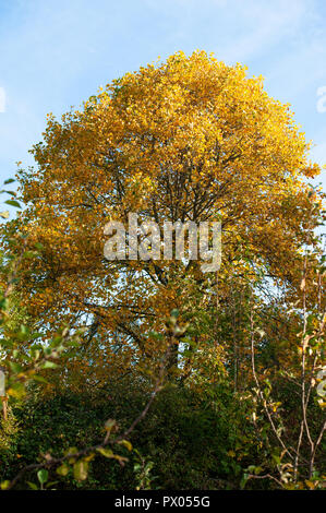 Feld Ahorn (Acer campestre) im Herbst Gefieder. Wiltshire, UK. Stockfoto