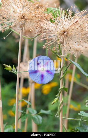 Ipomoea purpurea 'Dacapo Light Blue'. Morning Glory Blumen rund um alte getrocknete Allium Blume in einem englischen Garten stammt. Großbritannien Stockfoto