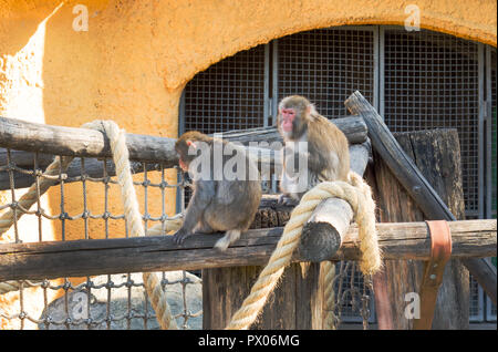 Japanischen Makaken. Macaca fuscata Baby im Moskauer Zoo. Stockfoto