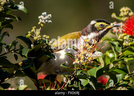 Blue-faced honeyeater in einem Eukalyptus Bush Stockfoto