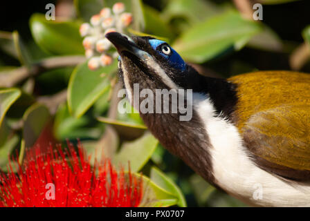 Blue-faced honeyeater in einem Eukalyptus Bush Stockfoto