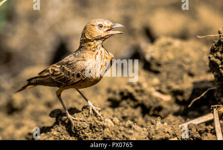 Rufous Tailed Lerche im freien Feld Stockfoto