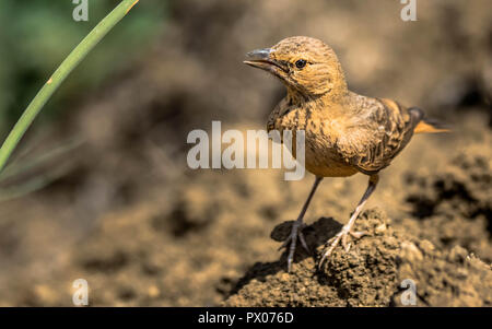 Rufous Tailed Lerche im freien Feld Stockfoto