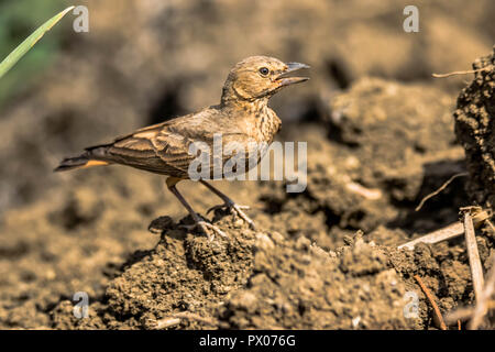 Rufous Tailed Lerche im freien Feld Stockfoto