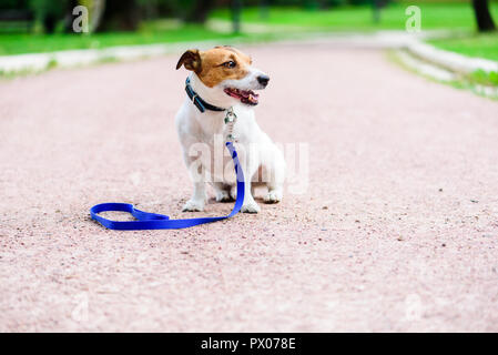 Hund allein im Park warten, nach Hause gehen, mit Leine auf der Straße Stockfoto