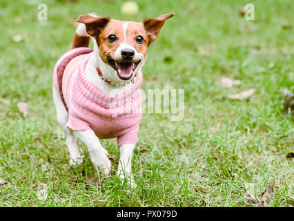 Glücklicher Hund tragen rosa warmen gestrickten Pullover spielen an den feinen fallen (Herbst) Tag Stockfoto