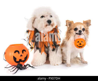 Kleine Hunde und Halloween vor weißem Hintergrund Stockfoto