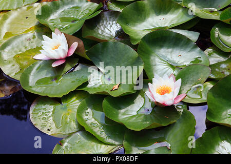 Waterlilly Blumen im Derwent Gärten, Matlock Bath, Derbyshire, Großbritannien Stockfoto