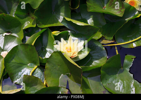 Gelbe Waterlilly im Derwent Gärten, Matlock Bath, Derbyshire, Großbritannien Stockfoto