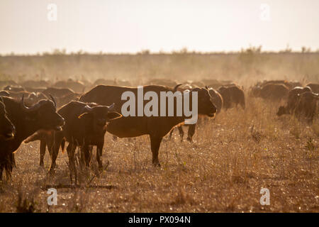 Afrikanische Büffel in den Krüger National Park, Südafrika; Specie Syncerus caffer Familie der Hornträger Stockfoto