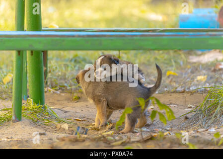 Obdachlose mongrel Welpen Spaß im Gras Stockfoto