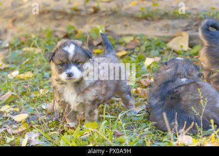 Obdachlose mongrel Welpen Spaß im Gras Stockfoto