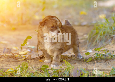 Obdachlose mongrel Welpen Spaß im Gras Stockfoto