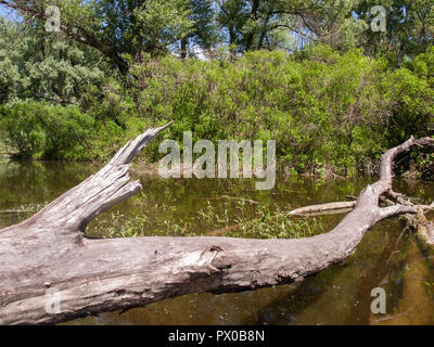 Trunk der gefallenen Hohe getrocknet Baum ohne Blätter und Rinde auf der Bank eines schmalen Flusses im Sommer Stockfoto