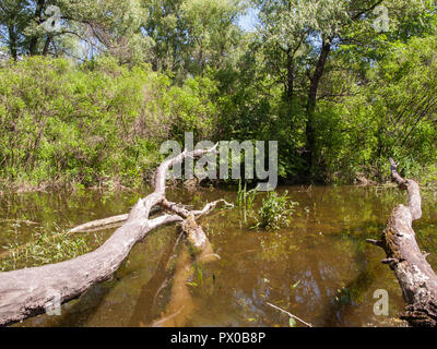 Amtsleitungen der gefallenen Hohe getrocknet Bäume ohne Blätter und Rinde auf der Bank eines schmalen Flusses mit dreckigen, schlammigen Wasser im Sommer Stockfoto