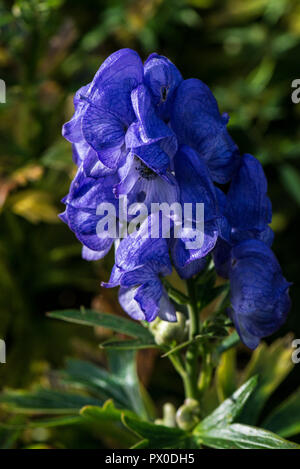 Ein Carmichael Mönch Haube (Aconitum carmichaelii) Stockfoto