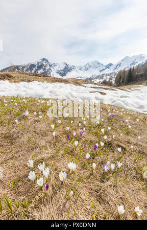 Crocus Blumen im Frühling blühen, Motta di Olano, Valgerola, Valtellina, Sondrio Provinz, Lombardei, Italien Stockfoto