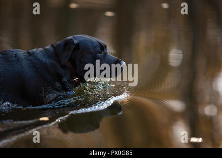 Ein schwarzer Labrador Retriever ist schwimmen im Wasser Stockfoto