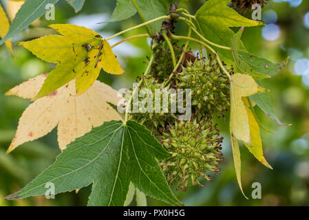 American sweetgum/Amerikanischen storax/hazel Pine/bilsted/Redgum (Liquidambar styraciflua) Nahaufnahme der unreifen Frucht Stockfoto