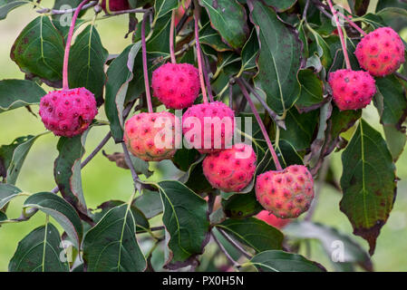 Chinesischer Hartriegel (Cornus kousa chinensis), in der Nähe von Laub und rosa Obst/Beeren im Herbst Stockfoto