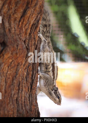 Indische Palm Squirrel (funambulus Palmarum) sitzt auf einem Baum Stockfoto